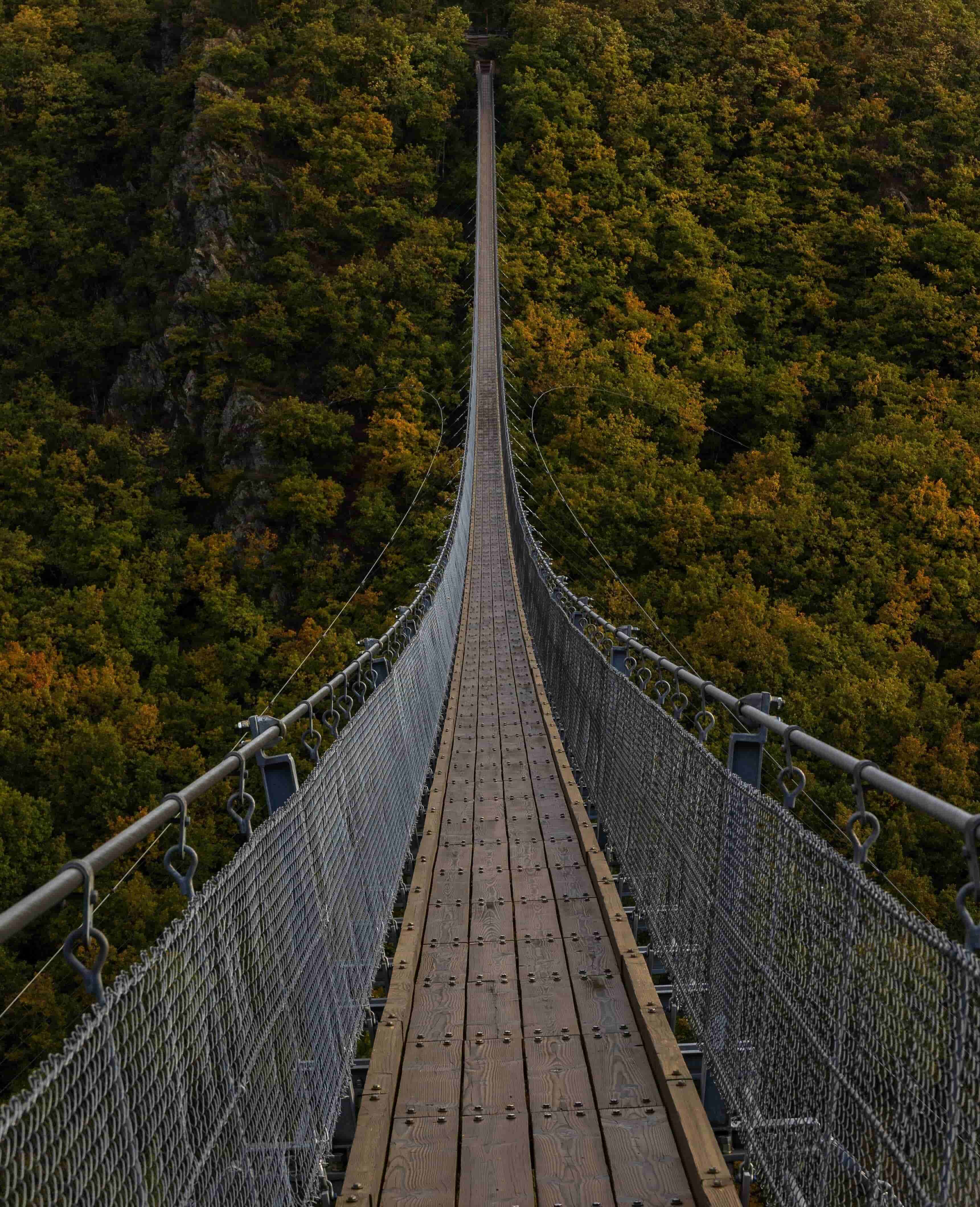 A very long bridge, over the forest...